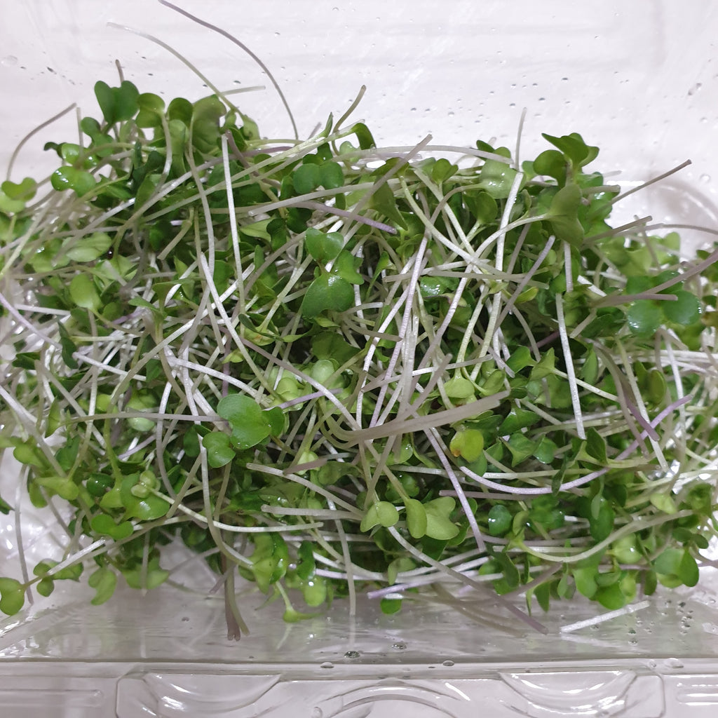 Grow Broccoli microgreens in 10 days!