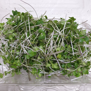 Grow Broccoli microgreens in 10 days!