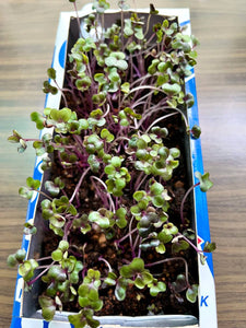 Sustainable gardening: How to Grow Microgreens in a Milk Carton