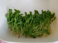 Freshly harvested maple Pea shoots