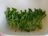 Freshly harvested maple Pea shoots