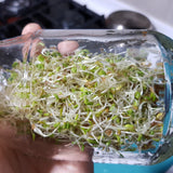 Sprouting alfalfa in a glass jar