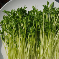 Freshly harvested maple Pea Shoots
