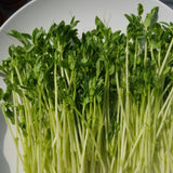 Freshly harvested maple Pea Shoots
