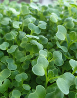 Tatsoi Microgreens seedlings