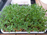 growing maple pea shoots in tray
