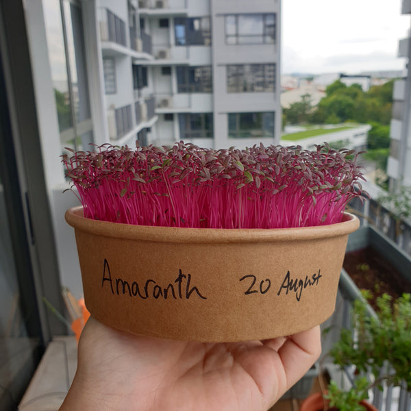 Amaranth microgreens seedlings ready for harvest in a tub