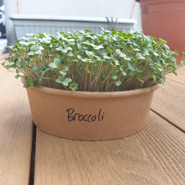Homegrown broccoli microgreens seedlings