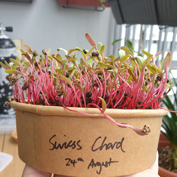 Swiss chard ruby red microgreen seedlings