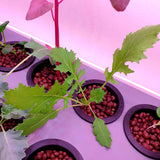 Mizuna young plant grown using hydroponics