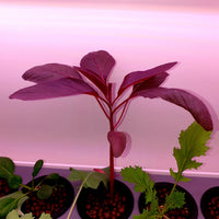 Amaranth, Red Garnet grown into a young plant to be enjoyed as baby greens
