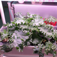 Mature Curled kale grown in hydroponics