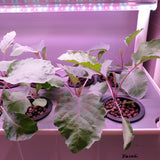 Young Kohlrabi, Purple Vienna plant grown in hydroponics