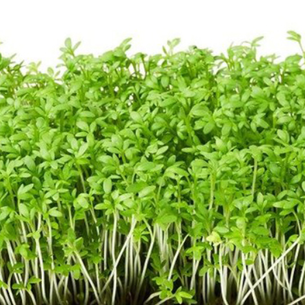 Endive microgreens seedlings