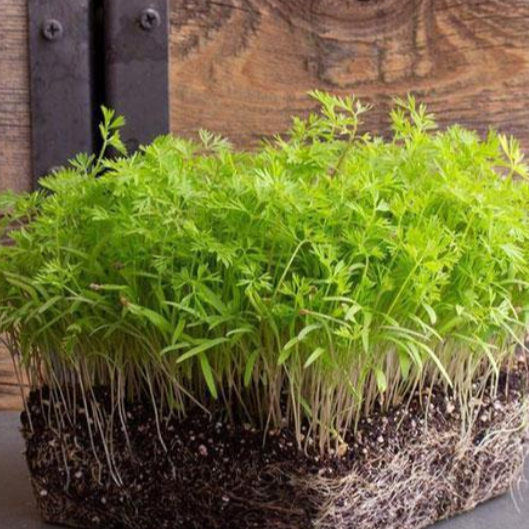 Carrot microgreens seedlings grown in soil