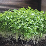 Parsley microgreens seedlings grown in potting mix