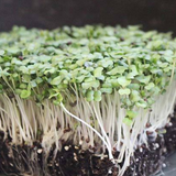 Turnip purple top white globe microgreens seedlings