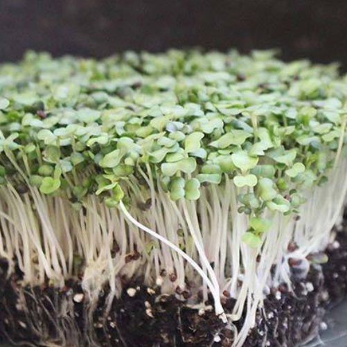 Turnip purple top white globe microgreens seedlings