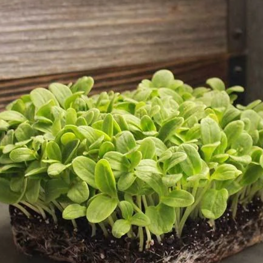 Borage microgreens seedlings