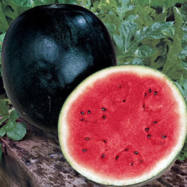 sugar baby watermelon harvested