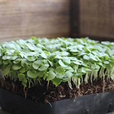 Basil Microgreens seedlings grown in potting mix