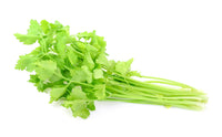 Chinese celery mature plant