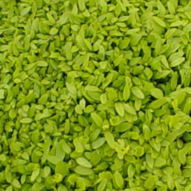 Chinese celery seedlings microgreens