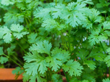 Adult Coriander herb