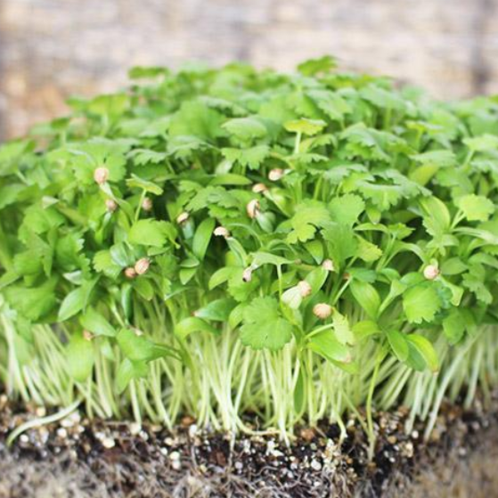 Coriander microgreens seedlings grown in soil