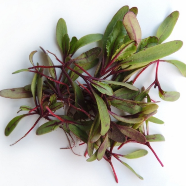 Beets, Detroit Dark Red Microgreen seedlings