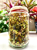 broccoli sprouted with water in a mason jar