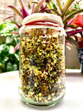 broccoli sprouted with water in a mason jar