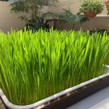 Wheatgrass grown in tray with Hydroponics