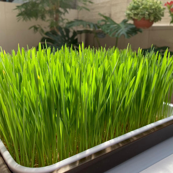 Wheatgrass grown in tray with Hydroponics
