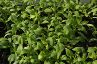 New Zealand Spinach Seedlings Microgreens