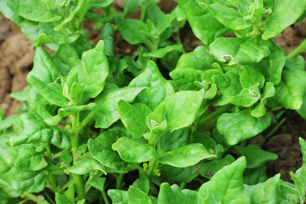 New zealand spinach young plant