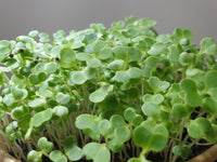 Pak Choy Microgreens seedlings