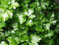 Young Parsley herbs