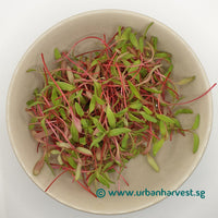 Swiss chard ruby red microgreen seedlings harvested