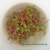 Swiss chard ruby red microgreen seedlings harvested