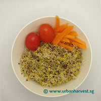tatsoi sprout salad in a bowl 