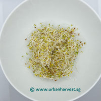 Sprouted organic alfalfa seeds