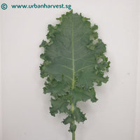 Harvested Curled kale leaf