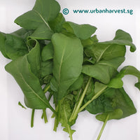 Arugula (Rockets) Seeds.