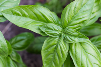 Young Sweet Basil plant