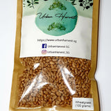 Wheatgrass seeds wheat berries 100 grams