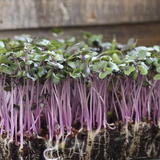 Red acre Cabbage microgreens seedlings