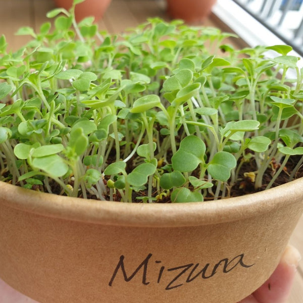 Mizuna Microgreens grown in potting mix