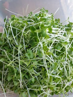 Tatsoi Microgreens seedlings harvested