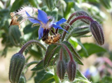 Borage edible flowers